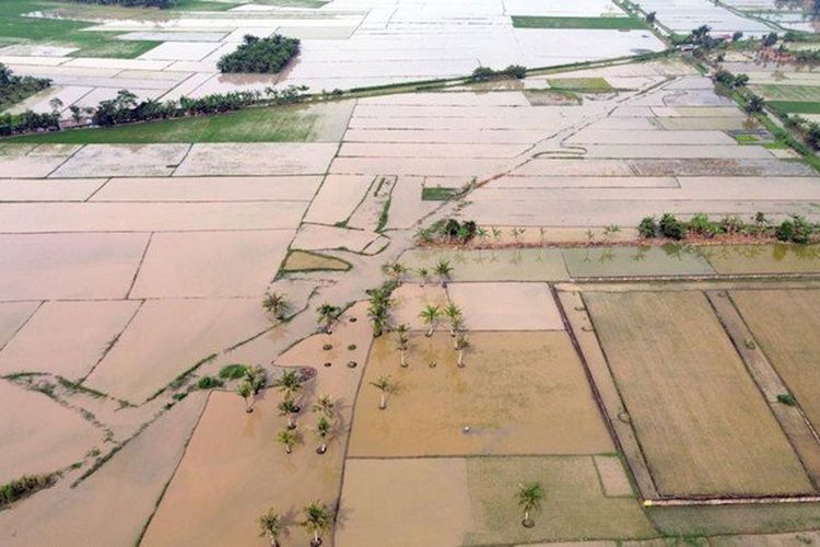 Satgas PRR Percepat Rehabilitasi Sawah, Jamin Pasokan Beras dan Ketahanan Pangan Wilayah Terdampak