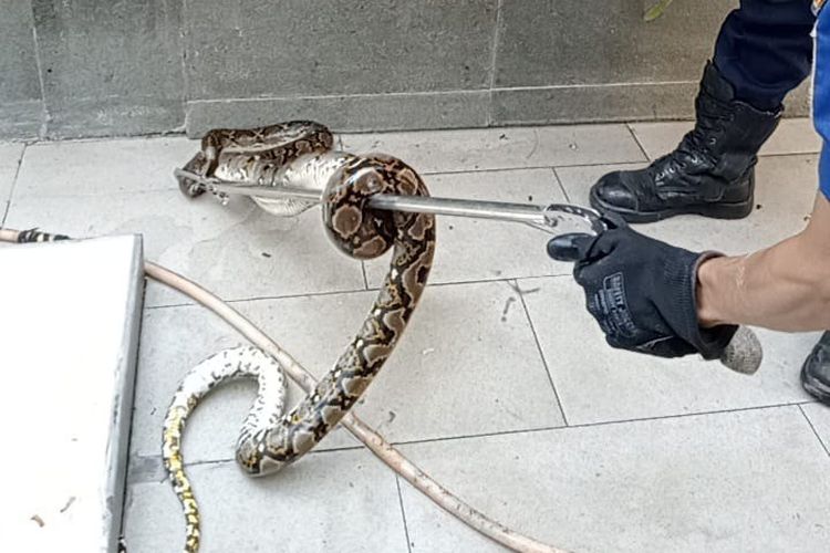 Seekor ular sanca sepanjang 2 meter masuk lingkungan rumah warga di Jalan Kembang Wangi Barat 3, Kembangan,  Jakarta Barat, pada Senin (1/8/2022).