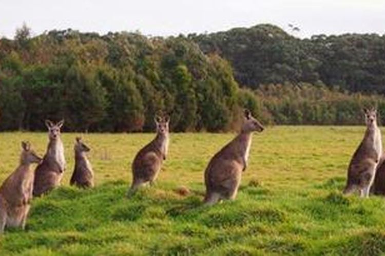 Anggota Parlemen Australia Diserang Kanguru