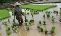 Di Tengah Cuaca Ekstrem, Kementan Dorong Petani di Gianyar Manfaatkan Asuransi