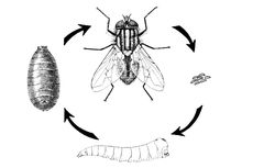 Daur Hidup Lalat, Mulai dari Telur hingga Imago (Dewasa)