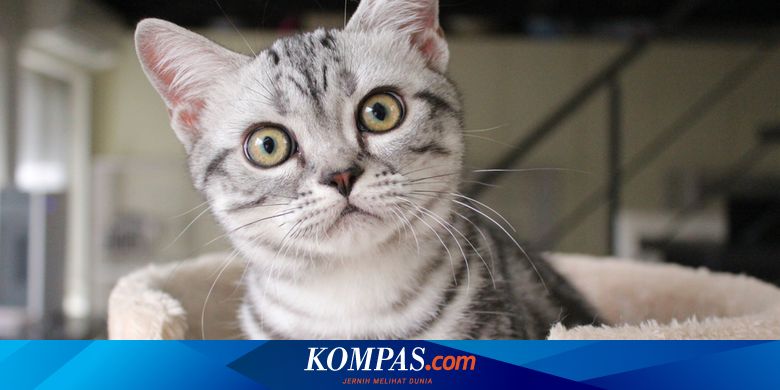 Merawat Kucing yang Mengalami Infeksi Telinga