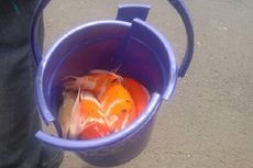Polisi: Sejumlah Ikan Dibawa dari Rumah Dodi Triono karena Sudah Mati