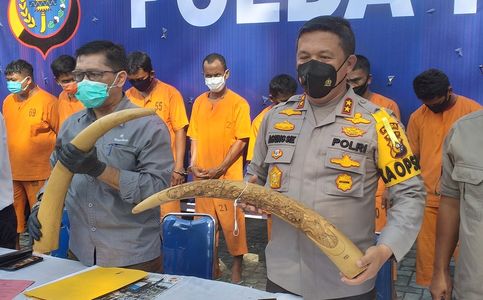 Police in Riau Province, Indonesia Arrest 3 For Selling Elephant Tusks