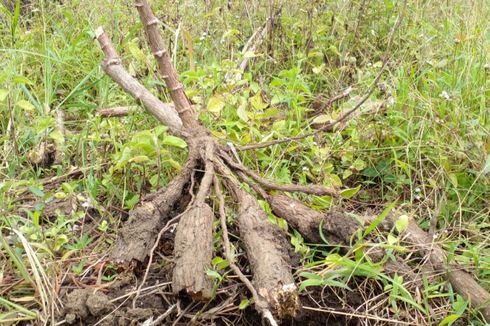 80 Hektar Kebun Ubi Nuabosi Gagal Panen karena Jamur, Ini Saran Pemkab Ende