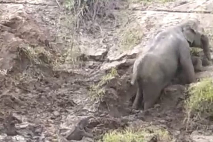 Satu anak gajah tersangkut di pinggiran Sungai Peureulak, Kecamatan Peunaron, Kabupaten Aceh Timur, Provinsi Aceh, Jumat (19/1/2024).