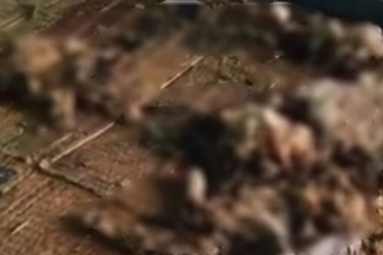 Tangkapan layar video viral kucing mati di tempat penampungan yang sudah ditinggalkan pemilik di Kota Pekanbaru, Riau, Sabtu (1/10/2022).