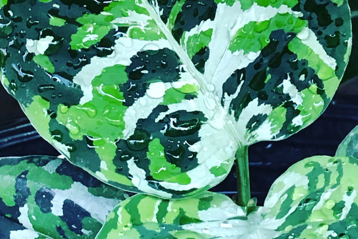 Ilustrasi tanaman hias Aglonema Pictum Tricolor. 