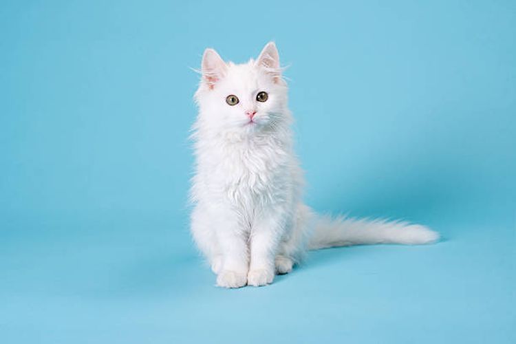 Iustrasi fakta menarik tentang kucing putih.