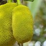 Mengenal Buah Nangka dan Manfaatnya bagi Kesehatan