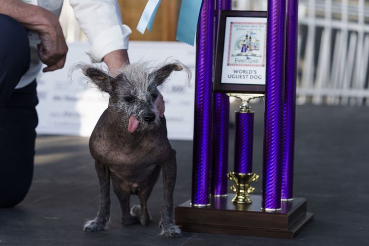 Scooter, seekor Chinese Crested, yang dimiliki oleh Linda Elmquist dianugerahi tempat pertama, dalam kontes tahunan Anjing Terjelek Sedunia di Sonoma-Marin Fair di Petaluma, California, pada tanggal 23 Juni 2023. 