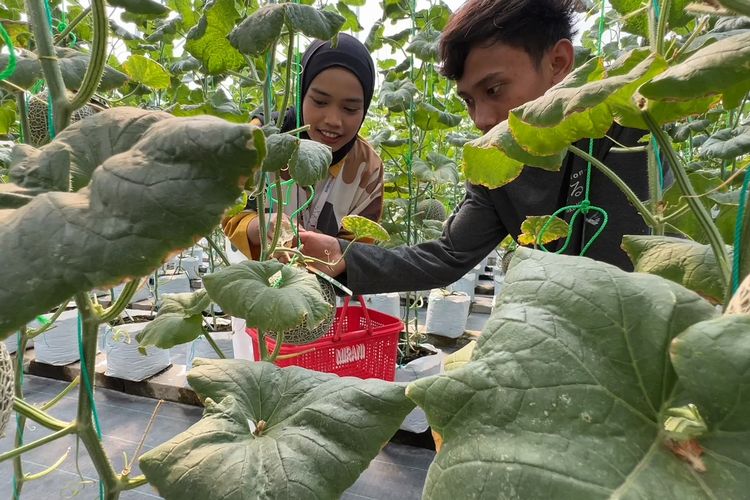 Minta bantuan petugas saat petik melon di kebun buah melon Akaruku.