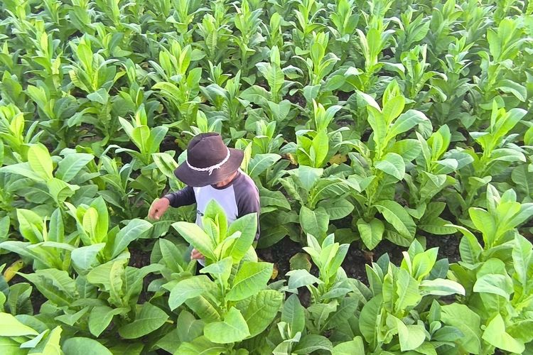 Listrik Padam, Petani Tembakau Gagal Siram Daun Emas di Pamekasan