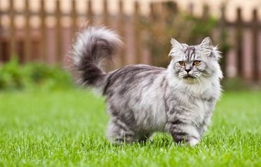 Ilustrasi kucing British Longhair.
