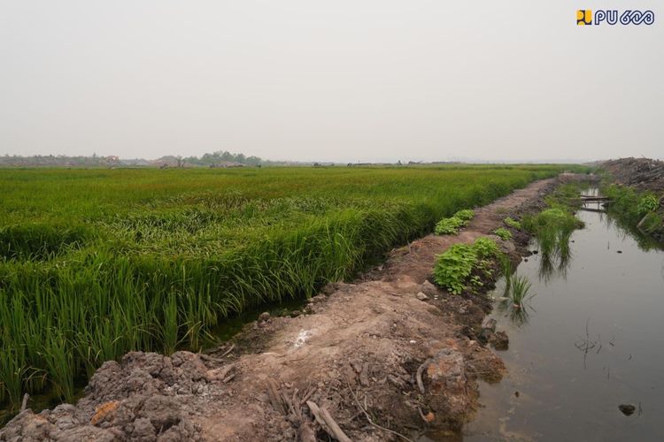 40 Hektar Sawah di Merauke Siap Panen November, Air Tetap Mengalir Saat Kemarau