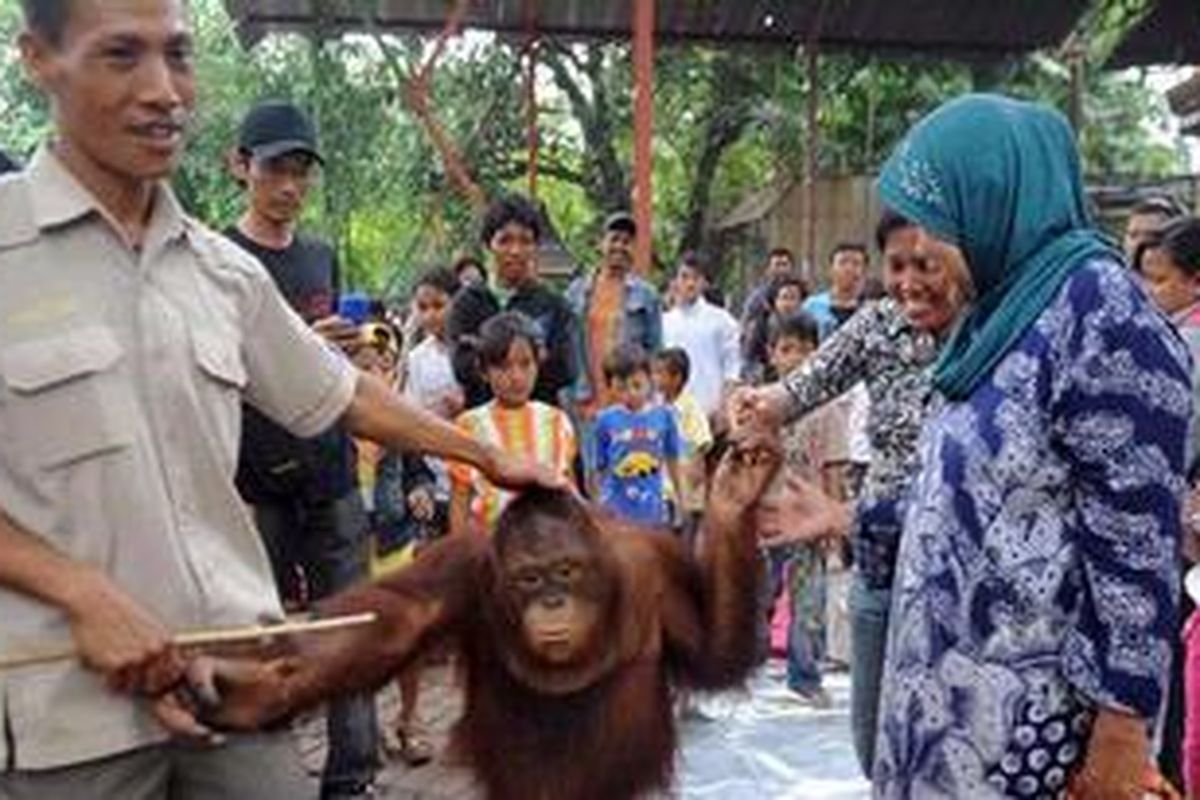 Sinyo (10) orangutan koleksi Kebun Binatang Surabaya (KBS) menyambut pengunjung, Surabaya, Rabu (30/5/2012). Program bebas tiket masuk yang dilakukan KBS menyambut HUT ke-719 Kota Surabaya dan untuk menumbuhkan minat warga berkunjung ke kebun binatang pada hari tersebut membuat jumlah pengunjung diperkiran mencapai 150.000 orang.  