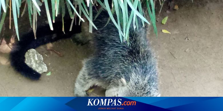 Kelahiran Dua Ekor Bayi Binturong Menambah Koleksi Bandung Zoo Halaman All Kompas Com