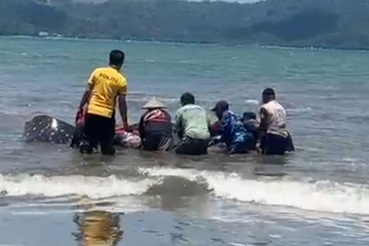 Polisi dan nelayan menyelamatkan hiu paus yang terdampar di pantai Cengkrong Desa Karanggandu Kecamatan Watulimo Kabupaten Trenggalek Jawa Timur, (03/10/2025).
