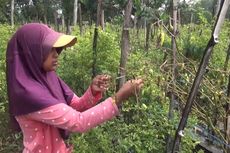 Harga Cabai Naik, Petani di Malang Mengeluh Panen Merosot karena Cuaca Buruk