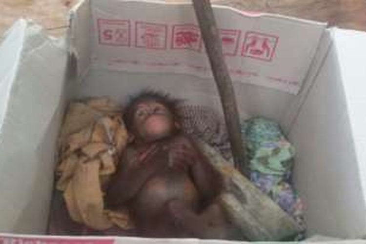 Dokumentasi BOSF. Mema, bayi orangutan ini, diserahkan warga Desa Bereng Rambang di Kabupaten Pulau Pisau. Warga menempatkan Mema dalam kardus sebelum diserahkan.  