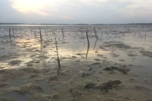 8 Hektare Mangrove di Sampang Mati Digerogoti Kerang