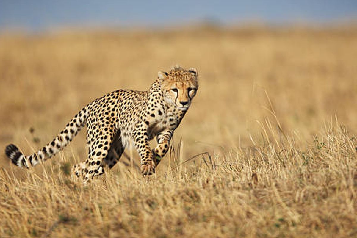 Ilustrasi cheetah, hewan tercepat di bumi.