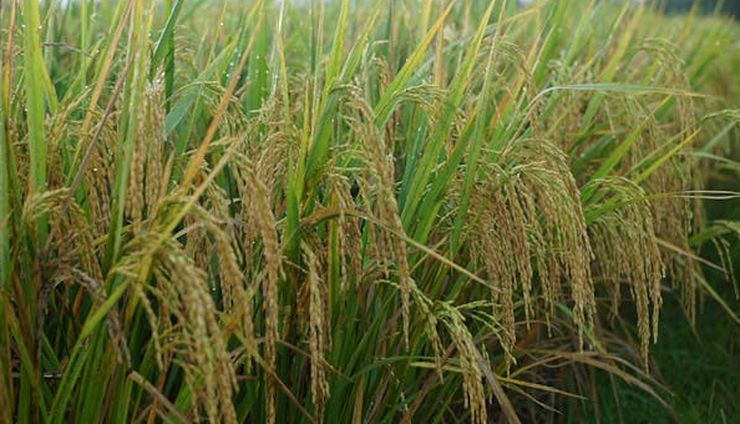 Rendah Emisi, Green Rice Punya Banyak Keunggulan