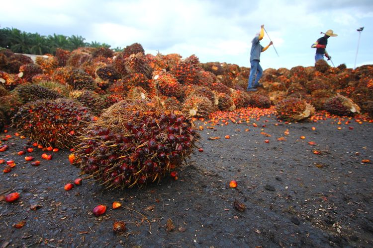 Ilustrasi sawit. Harga sawit di Riau, khususnya Tandan Buah Segar (TBS) kelapa sawit di Kabupaten Indragiri Hulu (Inhu) masih berkisar Rp 1.300 hingga Rp 1.500 per kilogram pada Jumat (19/8/2022). Jumlah ini bahkan tidak cukup untuk memenuhi kebutuhan pemupukan.
