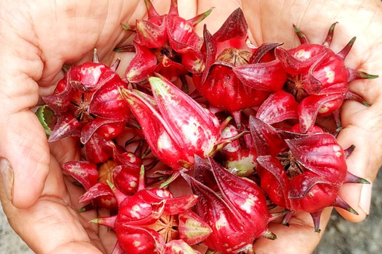 Ilustrasi rosella, bunga rosella. 