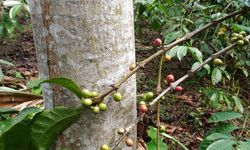 Kementan Siapkan 2 Juta Batang Kopi Varietas Super untuk Petani