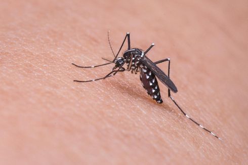 4 Alasan Kulit Sering Digigit Nyamuk