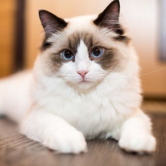 Ilustrasi kucing Ragdoll.