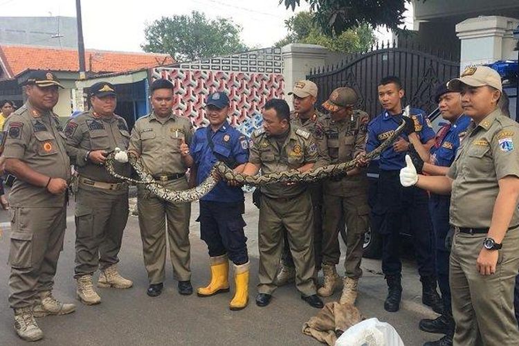 Ular sanca sepanjang 3 meter ditemukan di Jalan Palmerah Utara, Palmerah, Jakarta, Kamis (16/1/2020).