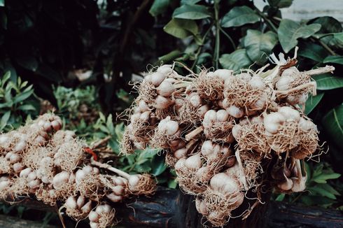 Gampang, Ini Cara Menanam Bawang Putih di Polybag 