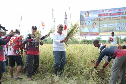 Perisai Prabowo bersama Warga Gelar Panen Raya di Distrik Oransbari Manokwari Selatan Papua Barat