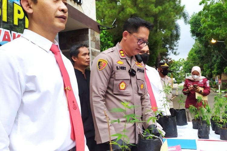 Kapolres Purwakarta AKBP Suhardi Hery Haryanto dan jajaran saat meliris kasus penanaman ganja di Mapolres Karawang, Kamis (9/7/2022).