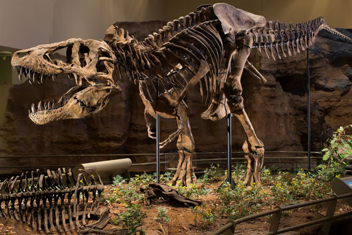 Ukuran T-rex Lebih Besar dari Perkiraan Sebelumnya, Studi Baru Ungkap