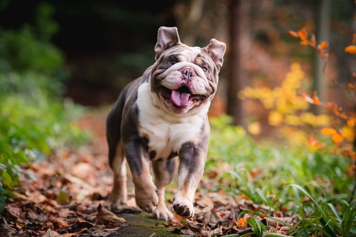 Ilustrasi anjing English bulldog. 