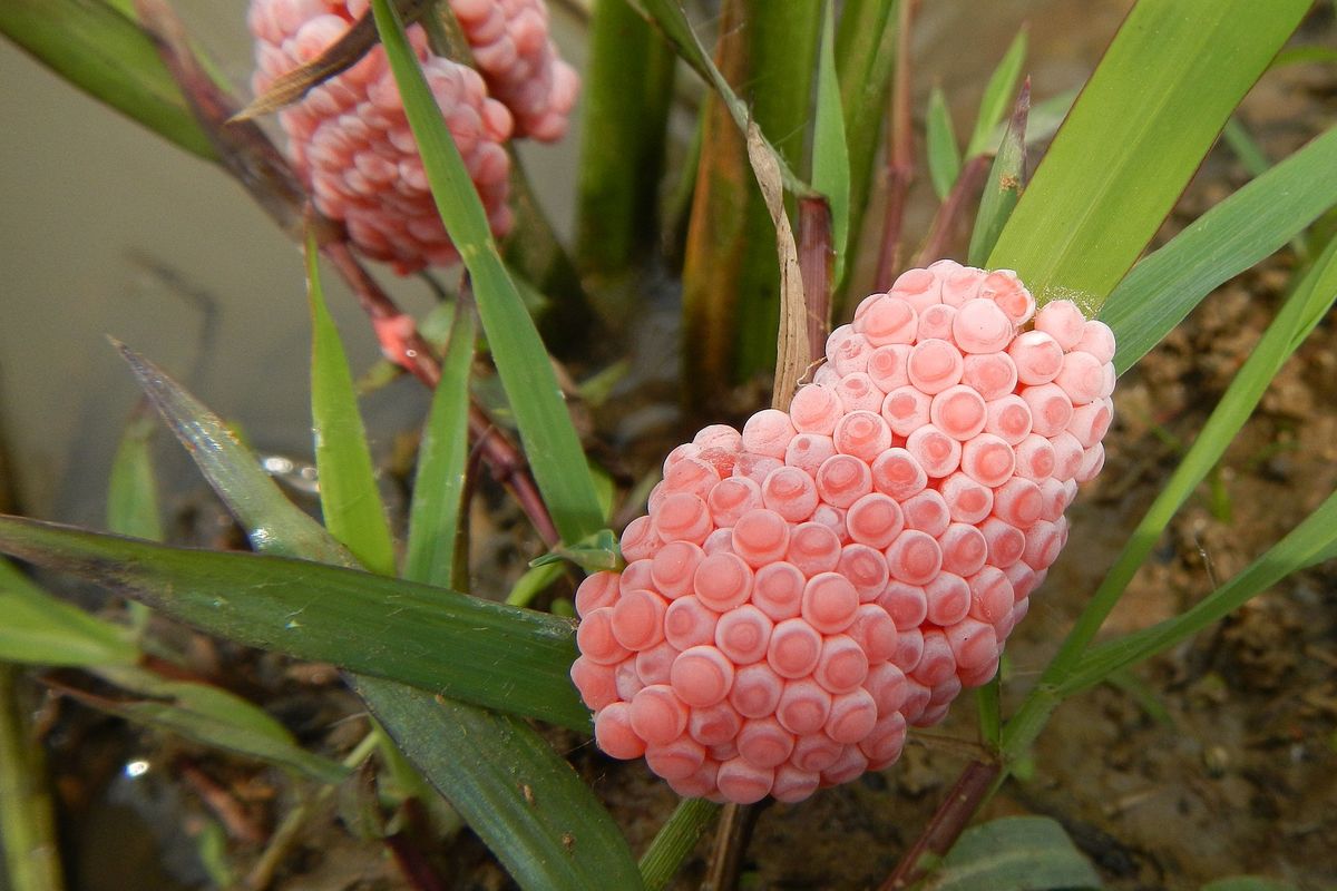 Ilustrasi telur keong mas.