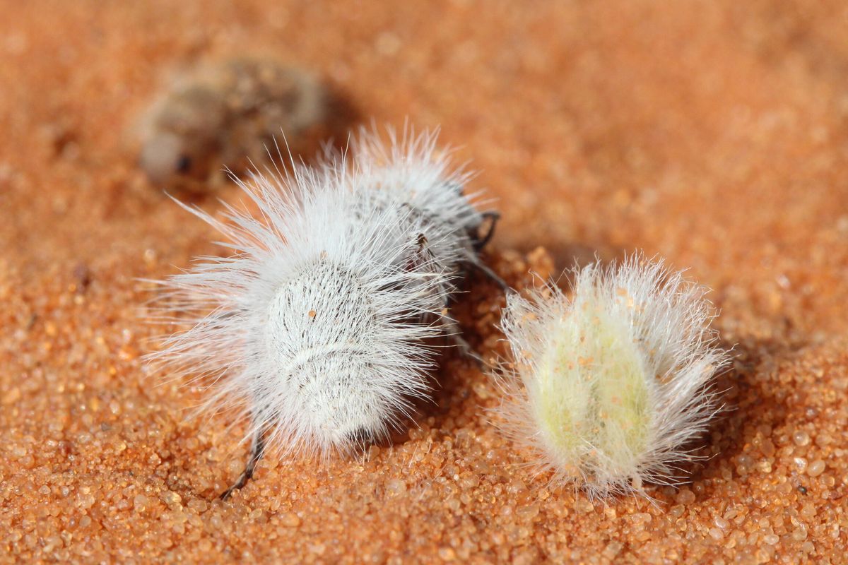 Bentuk mimikri. Semut beludru Thistle-down (kiri) berbulu putih menyerupai buah creosote (kanan).