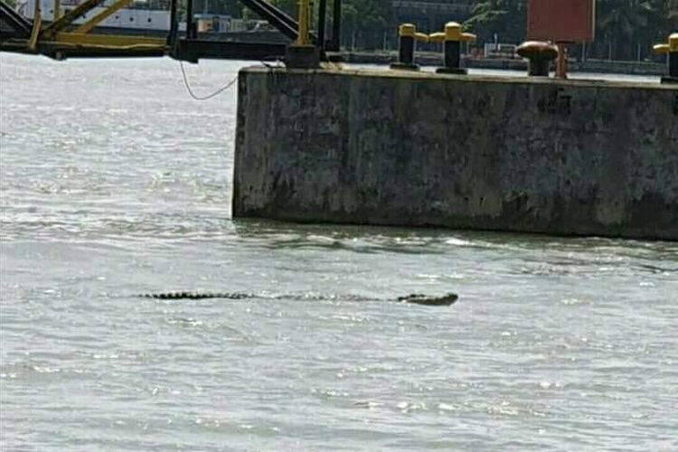 Buaya muncul di perairan Cilacap, Jawa Tengah, Minggu (12/5/2019).