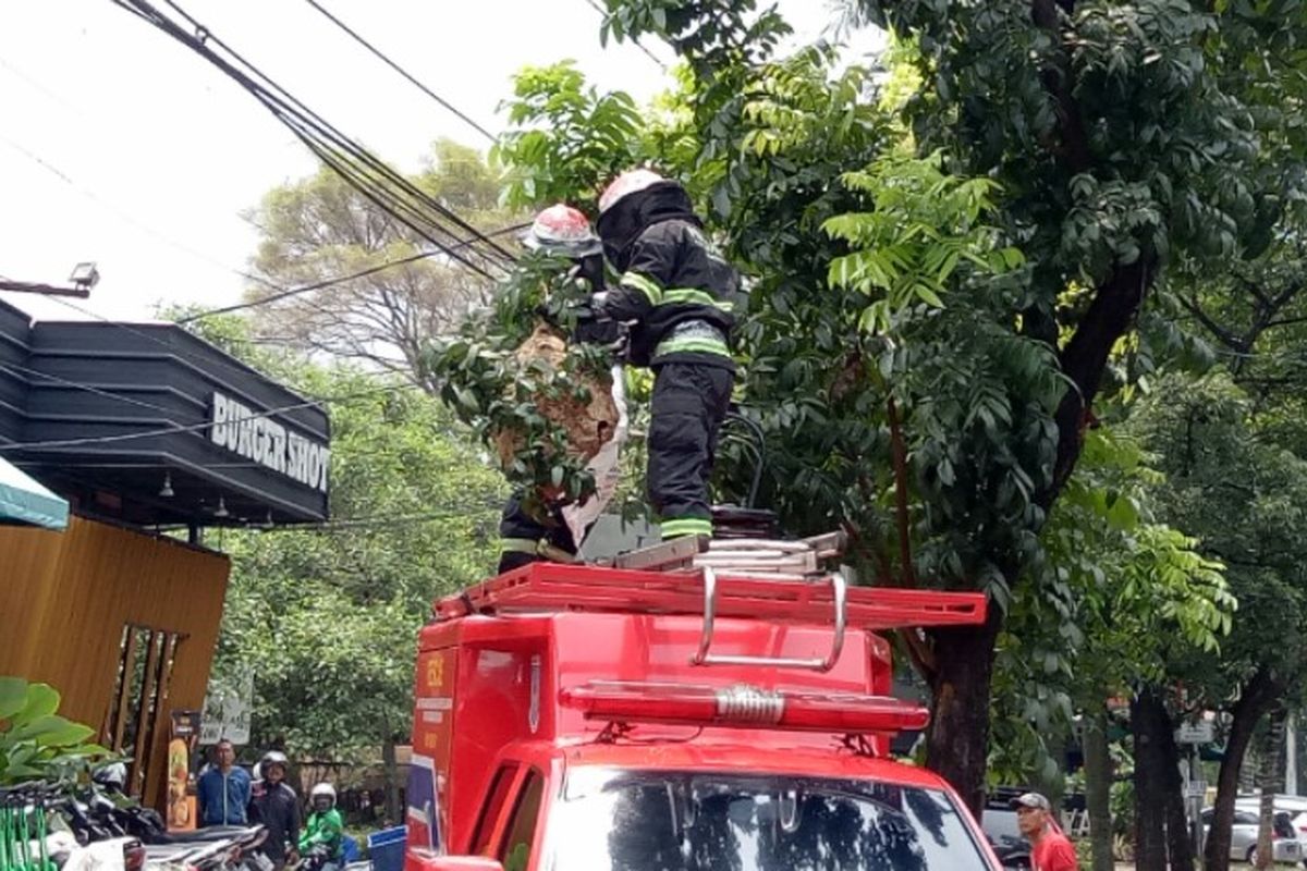 Dinas Pemadam Kebakaran dan Penyelamatan Kota Tangerang Selatan mengevakuasi sarang tawon vespa yang berada di pohon kawasan Bintaro Sektor 3A, Pondok Aren,  Tangerang Selatan, Rabu (22/1/2020).