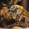 Proses Seleksi Jadi Ratu Lebah Sungguh Brutal, Seperti Apa?