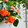 Begonia, Si Bunga Cantik yang Cocok Jadi Dekorasi Rumah