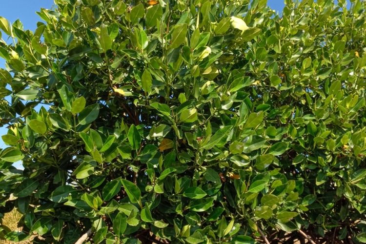 Ilustrasi pohon mangrove. 