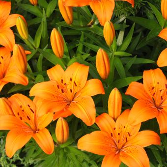 Ilustrasi orange lily.
