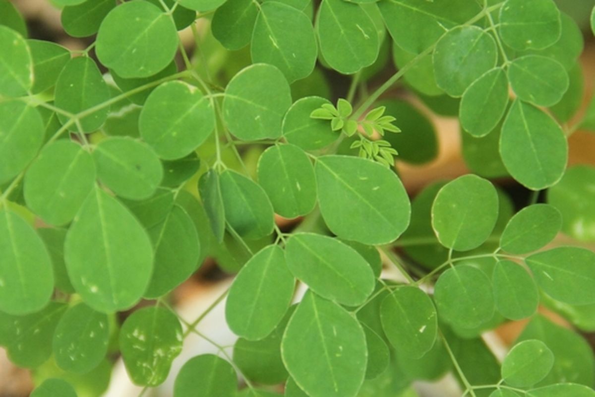 Ilustrasi daun kelor, pohon kelor. 