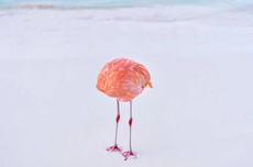 Dicabut, Gelar Fotografer Pemenang Lomba AI yang Pakai Foto Asli Flamingo 