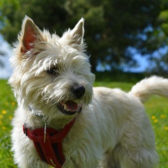 Ilustrasi ras anjing Cairn Terrier.