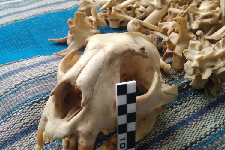 Tulang belulang macan tutul si Abah yang ditemukan petugas.